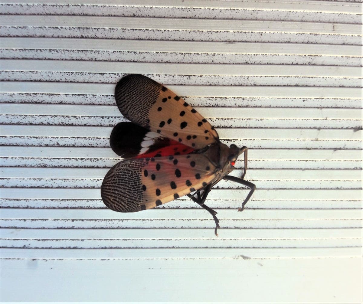 Spotted Lanternflies Are Back: What To Do If You See Them 