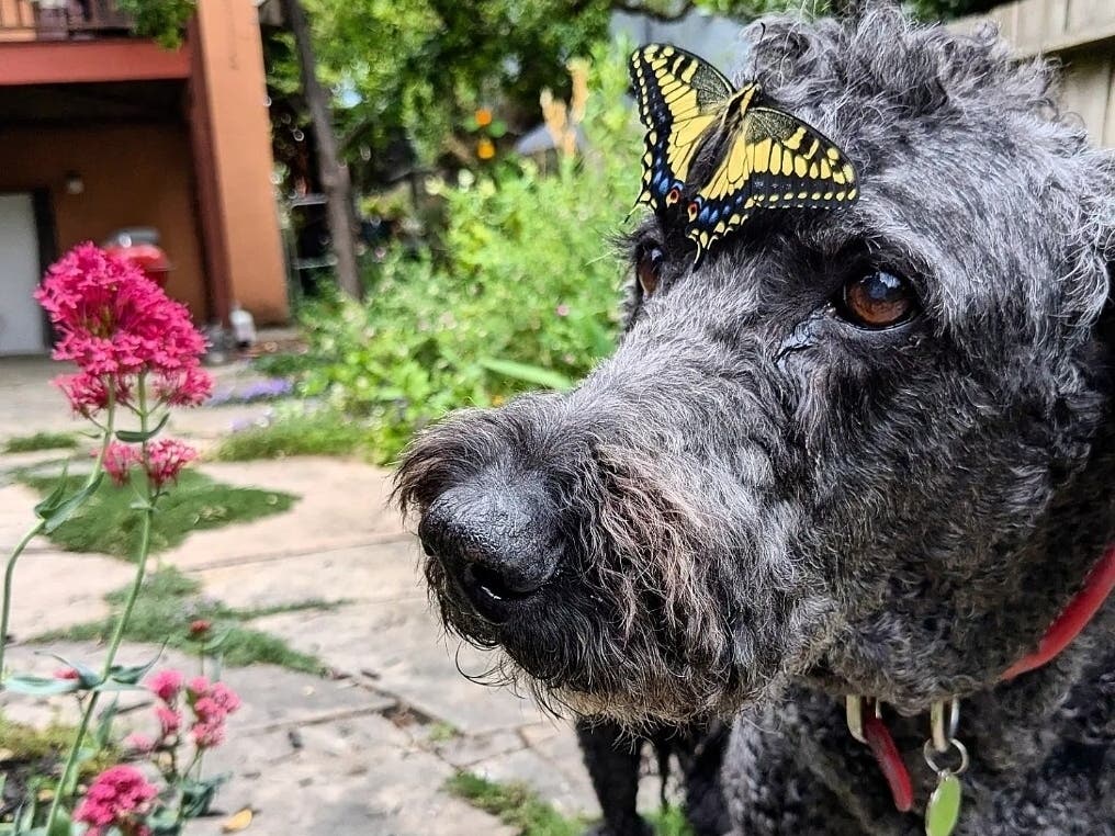 Berkeley, California, swallowtail butterfly whisperer C.L. Green typically perches butterflies that have emerged from their chrysalis on her nose or her son’s nose so they can dry and let their wings pump up for flight. The family dog got in the action.