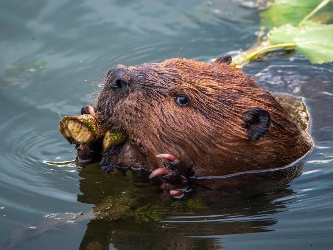 In a photo titled "Beaver Side Eye," a beaver is seen at Izaak Walton Preserve in Homewood, Illinois. 