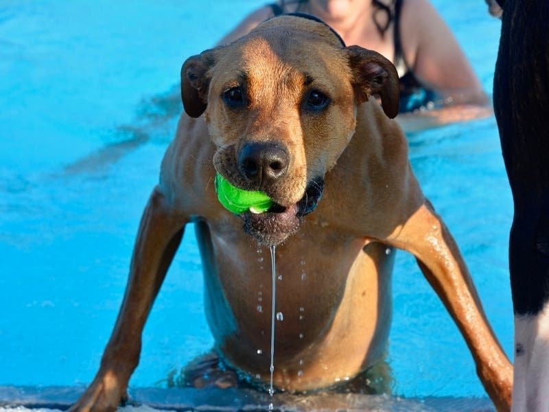 Gwinnett County Animal Welfare will waive adoption fees on all pets.