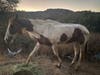 The white and sorrel pinto or Paint horse (shown) was male, believed to be just 5 to 7 years old.