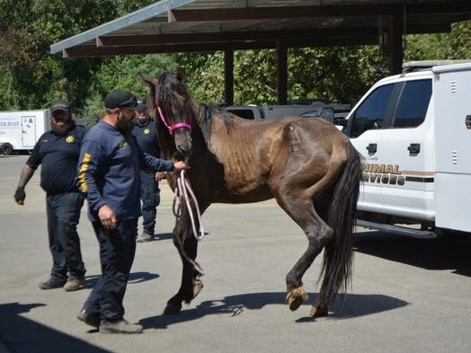 5 Horses, 10 Dogs, 45 Birds Seized From Cabazon Property