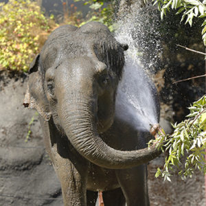 Hanako the elephant spraying water for Care