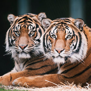 Two tigers for Conserve