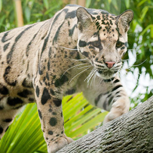 Clouded leopard on branch for World Tiger Day