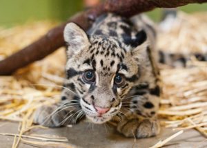 Clouded leopard on straw