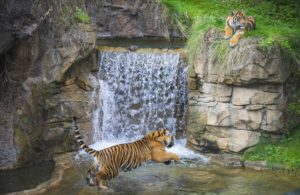 Tiger by waterfall