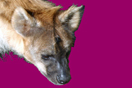 
[image ALT: A photograph of the head of a hyena. It is my icon for the Cynegeticon, by Grattius.]
			