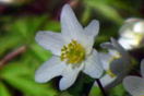 
[image ALT: A photograph of a single bloom of Anemone sylvestris, serving as the icon on this site for the works of Theophrastus.]
			