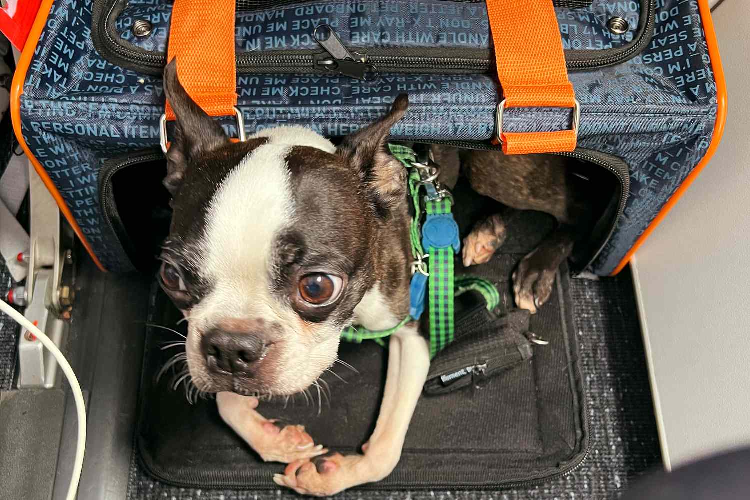 dog laying inside of JetPaws Official Pet Carrier of JetBlue Airlines