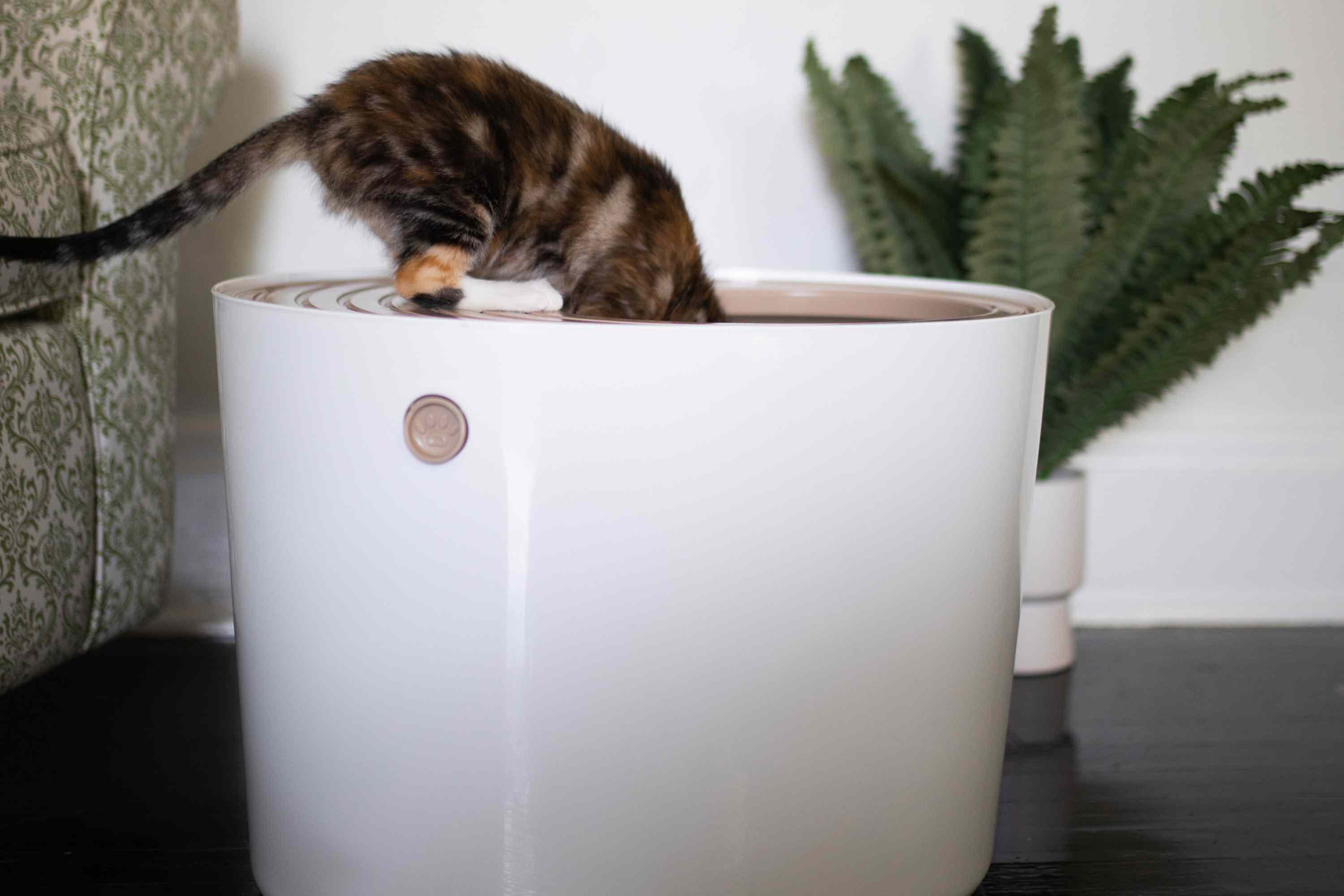 Cat climbing into the IRIS Top Entry Cat Litter Box