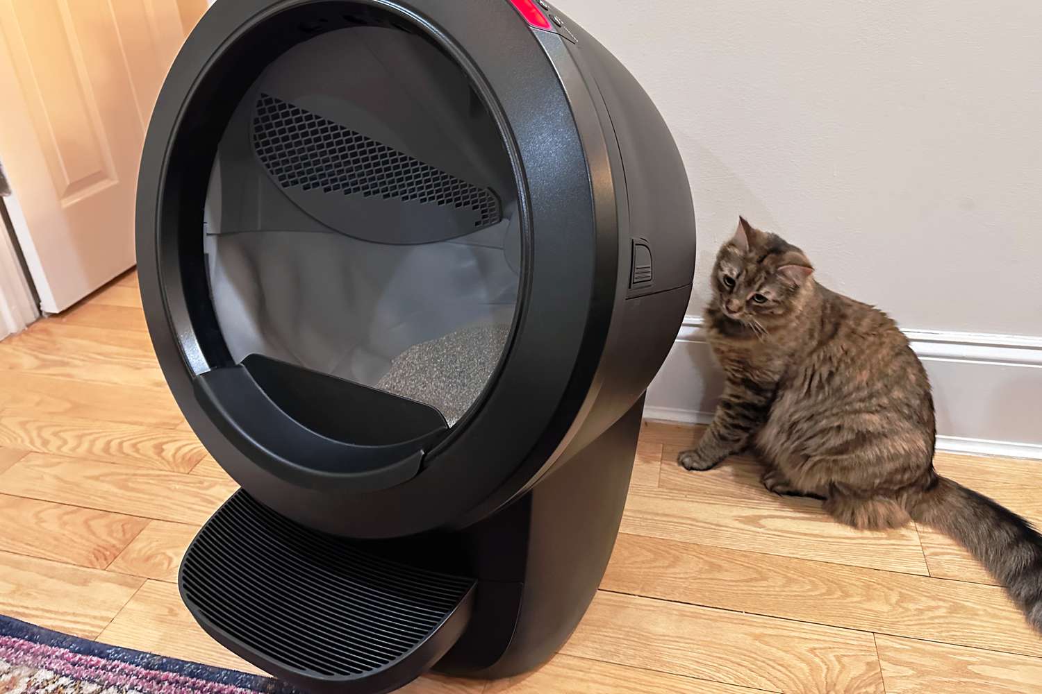 A cat sitting behind the Whisker Litter-Robot 4.