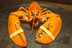 Rare Orange Lobster