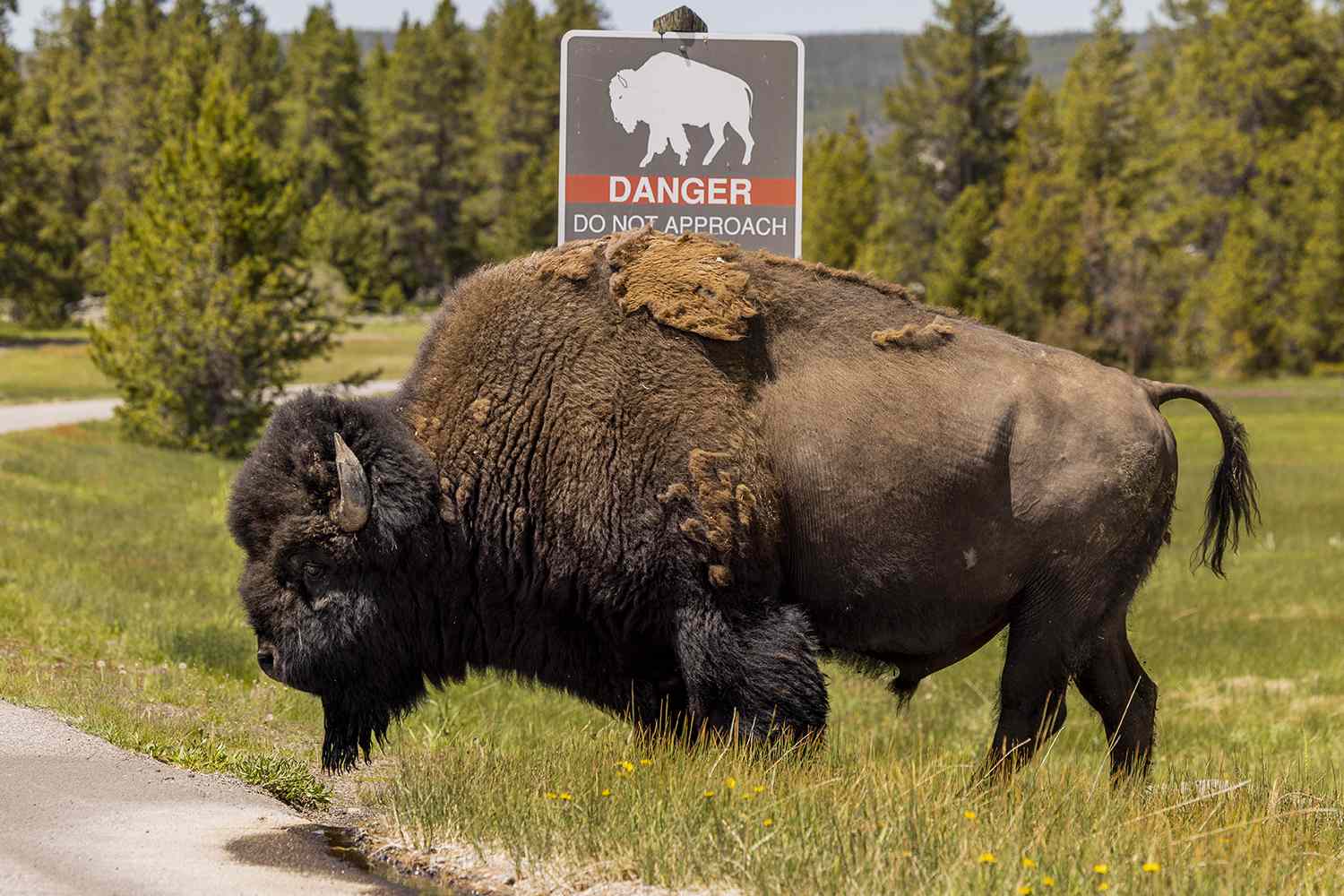 Yellowstone national park bison file image