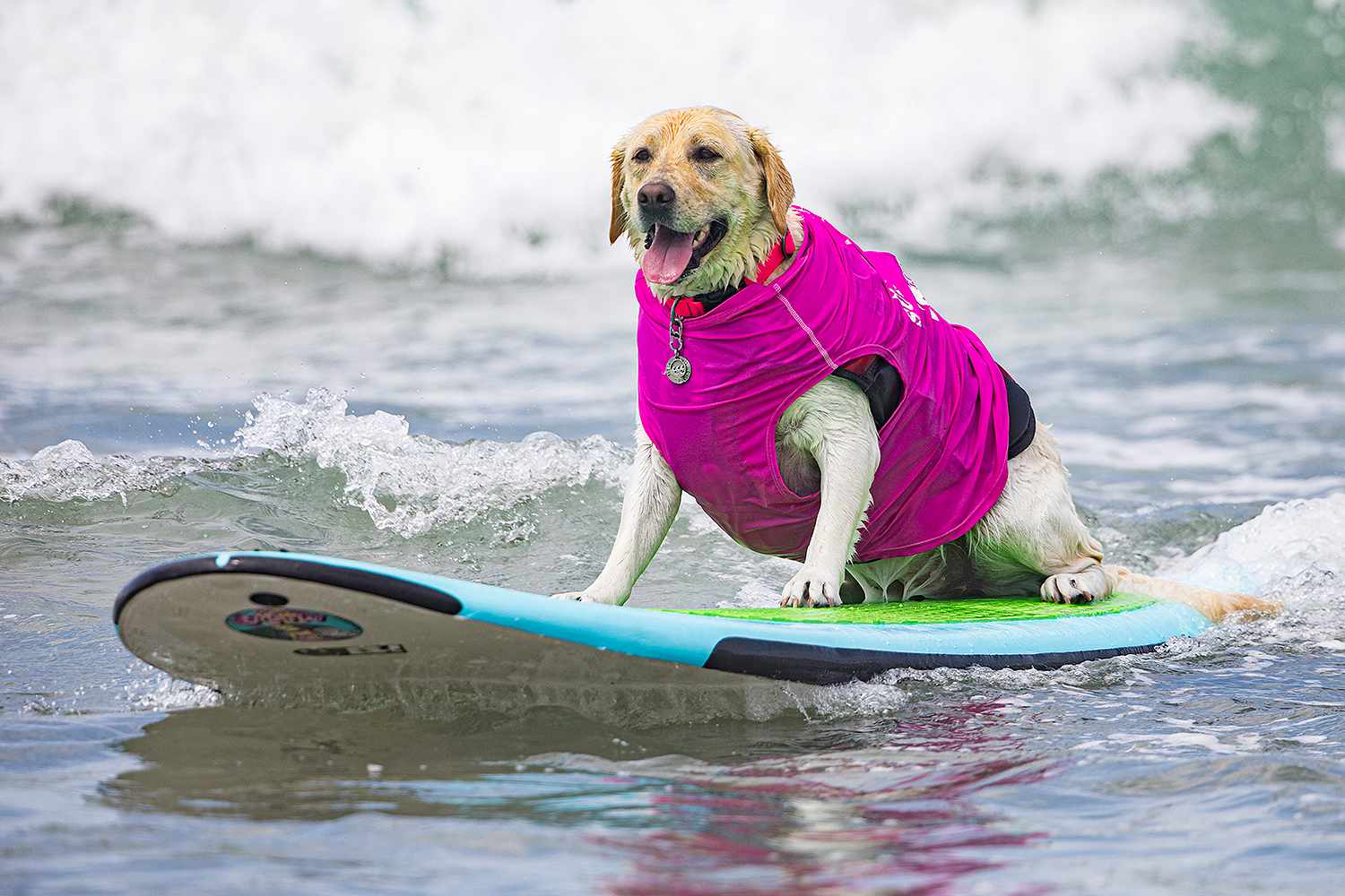  Surfing dog Rippin' Rosie competes in Helen Woodward Animal Center's 18th Annual Surf Dog Surf-A-Thon at Del Mar Dog Beach on September 10, 2023