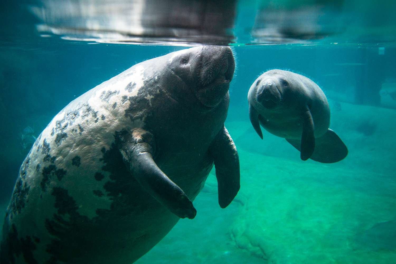 Surrogate Manatee Mom at Columbus Zoo