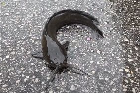 catfish on driveway