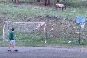 Wild Elk Delights 2 Young Boys by Joining Them for a Game of Backyard Soccer