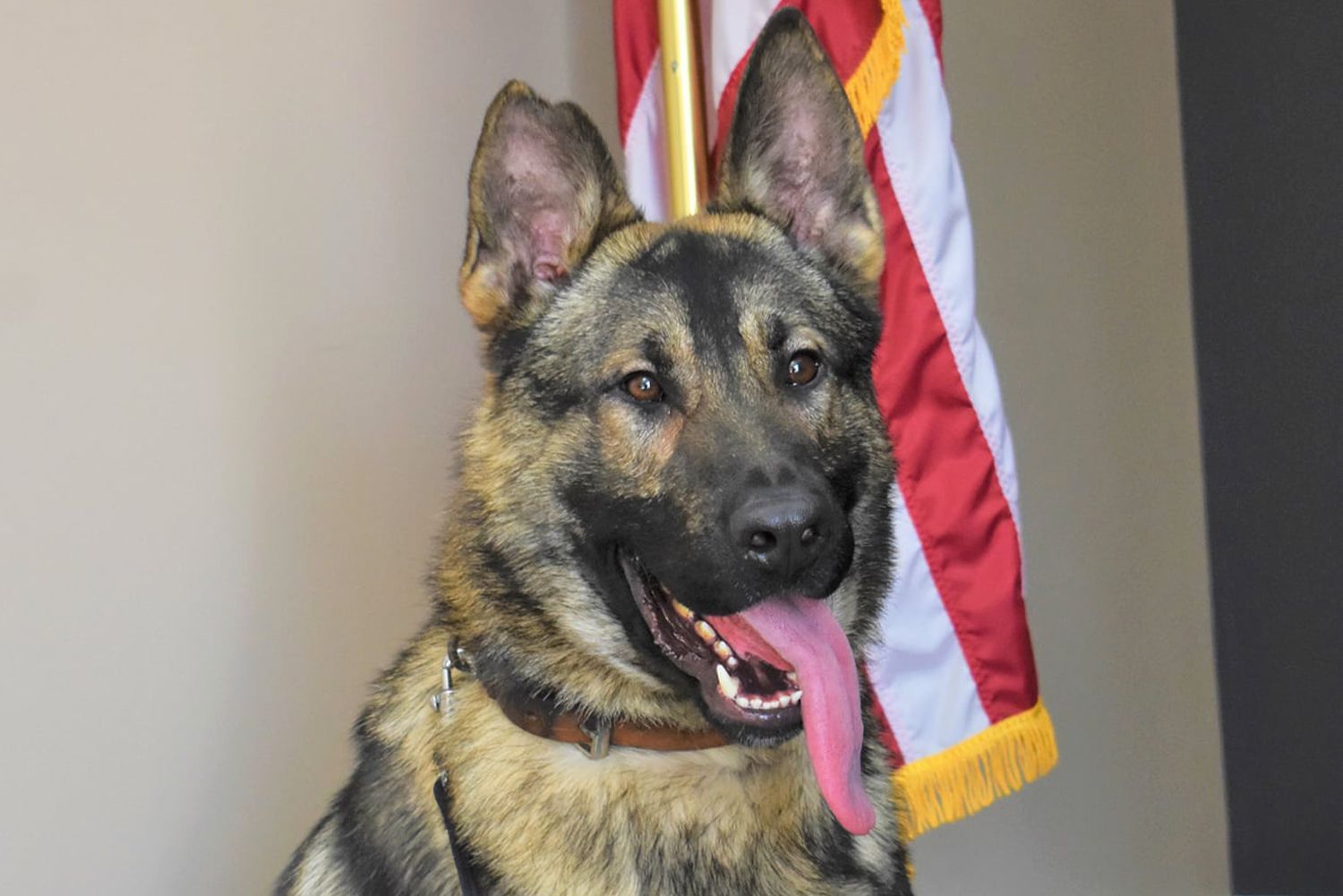 K-9 officer Horus, who died after being left in a hot car overnight