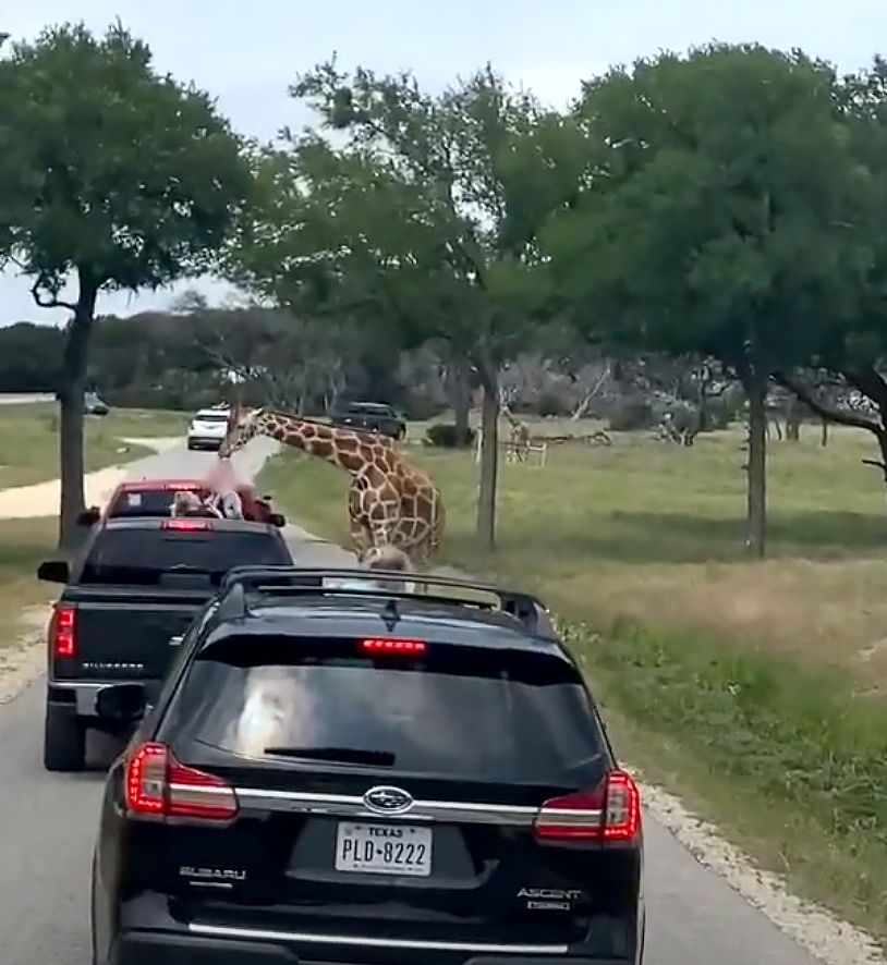 Giraffe grabs 2 year old