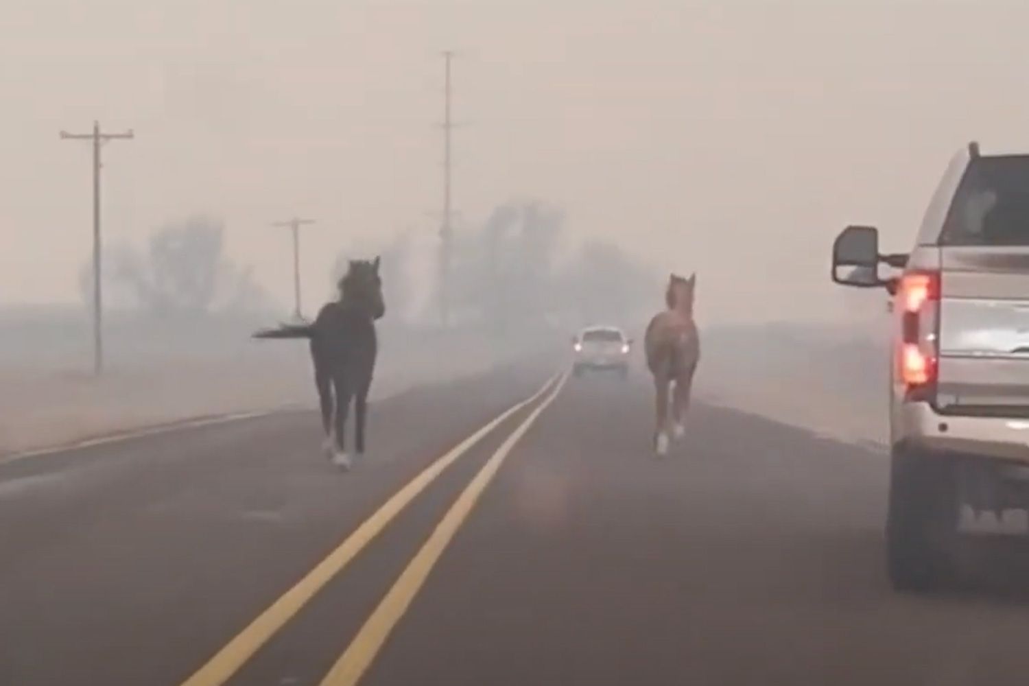 Horses run from Texas Wildfire/ pet post/ people