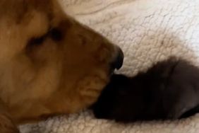 'Loving' Golden Retriever Finds Kitten in Backyard: 'They're the Best of Buddies'