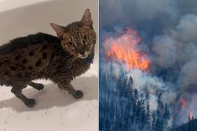 Cat Covered in Flame Retardant Walks Out of Colorado Wildfire