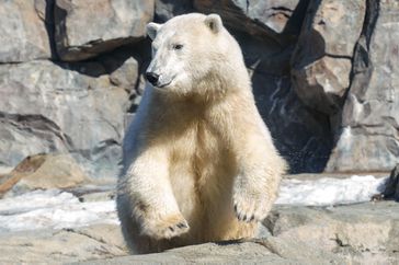 Polar bear is seen at the Alaska Zoo, one of the places frequented especially by those who want to see polar animals, in Anchorage, Alaska on April 28, 2024. Founded in 1969 to protect Alaska's wildlife and natural environment, the zoo's 'guests' live their lives under the gaze of curious eyes. The zoo, where species such as polar bears, grizzly bears, polar foxes, wolves and eagles are exhibited, also serves as a rehabilitation center where injured wild animals are cared for and treated.