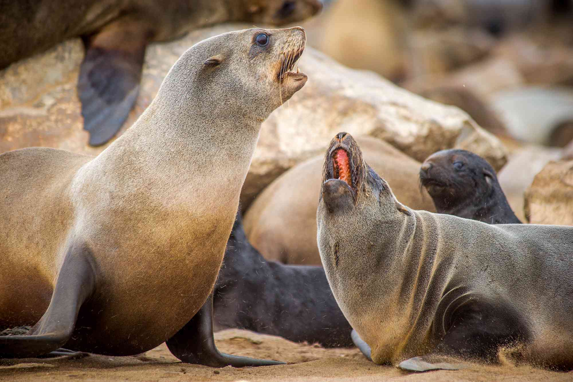 South African fur seals