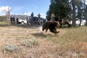 Orphaned Black Bear Cub Siblings Return to the Wild in California