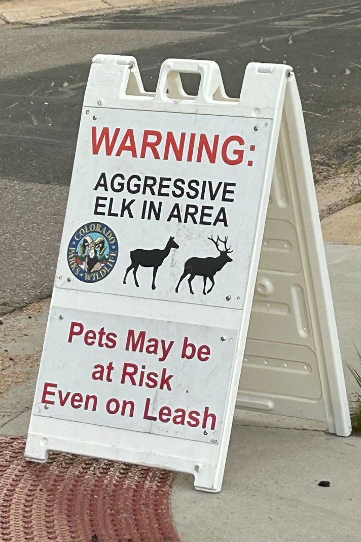 Signs warning of aggressive cow elk have been placed in Estes Park