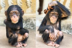 Rescue Chimp Janet