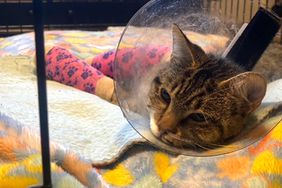 Cat Survives Toss from 12-Floor Apartment