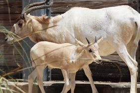 Disney Celebrates Mothers Day with Birth of Rare Addax