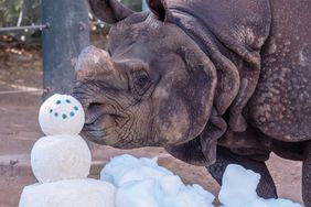 Animals at Phoenix Zoo have a summer snow day