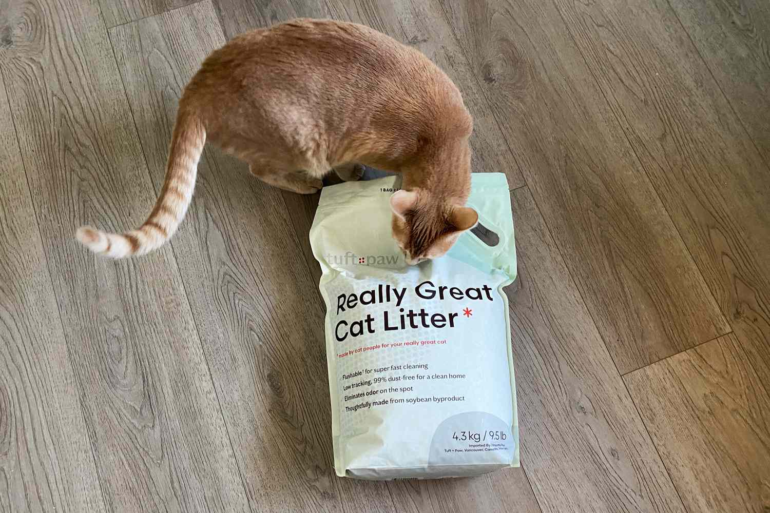 Cat sniffing a bag of Tuft and Paw Really Great Cat Litter