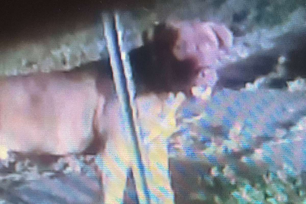Dog that fatally attacked a woman