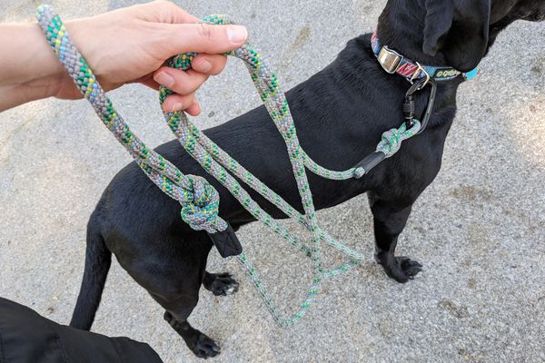 person holding the Wilderdog Alpine Reflective Leash next to black dog