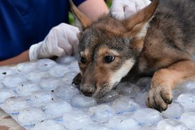 Wolf Cubs Born