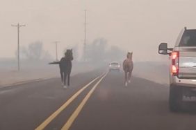 Horses run from Texas Wildfire/ pet post/ people