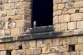 Owl which took off with the wedding rings during a ceremony at Kirkstall Abbey in Leeds on July 20, 2024. An owl caused a flap by taking off with the rings during a wedding - and refused to come back for SEVEN hours.