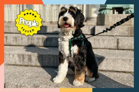 A dog on outdoor stairs with a harness on