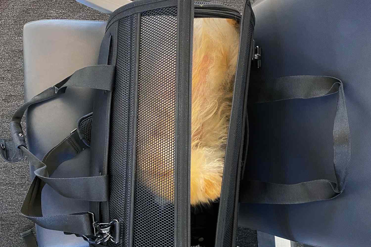 top view of dog inside Wild One Travel Carrier