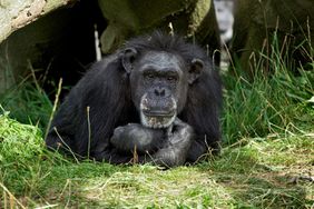 Dublin Zoo oldest living chimp, Betty