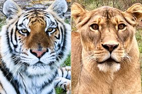 Theodora, female tiger rescued from a roadside zoo in Canada, now enjoys his life at Black Beauty Ranch; Lion Douala, in 2024, living her best life at Black Beauty Ranch after being rescued from a zoo in Canada.