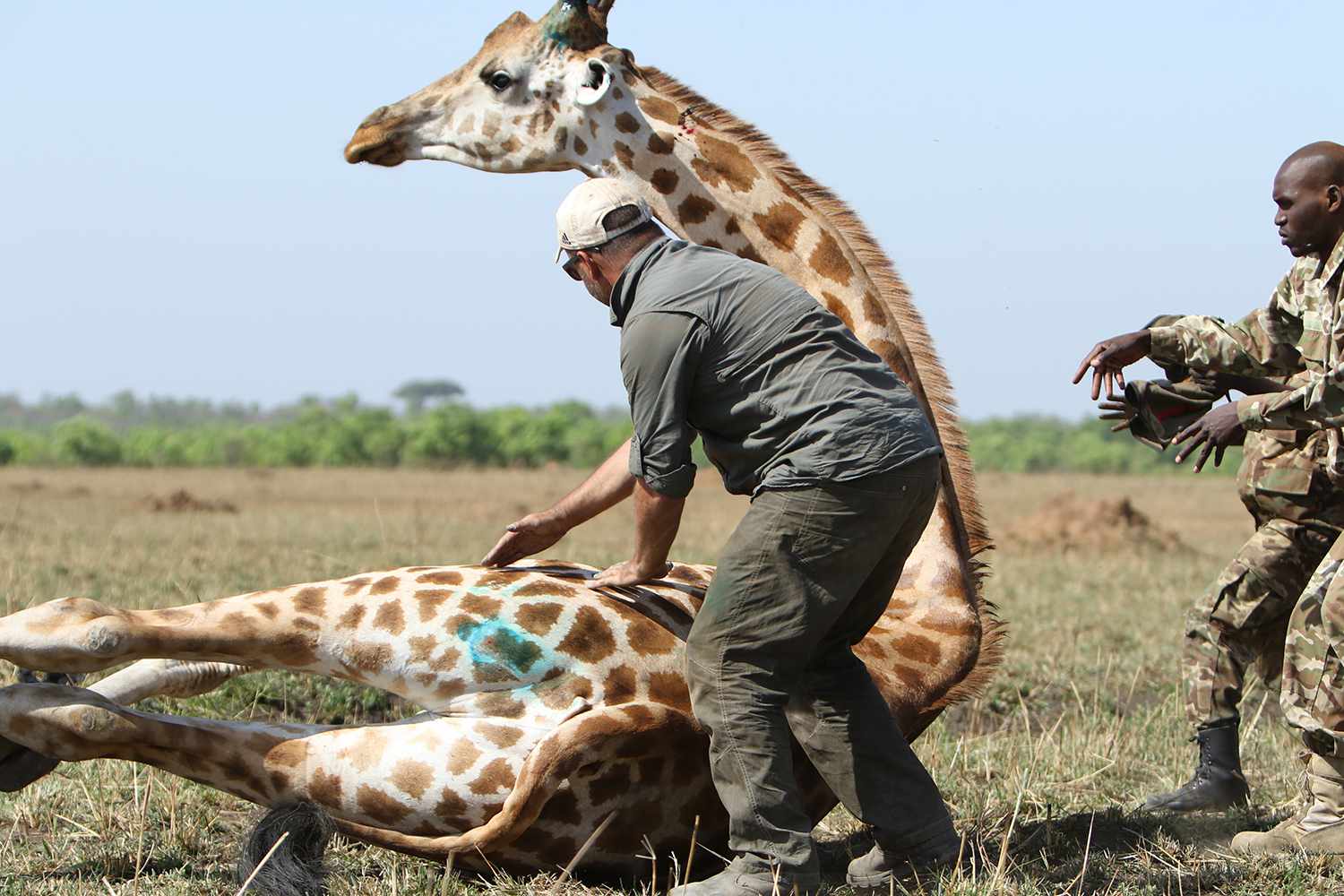 giraffes endangered show