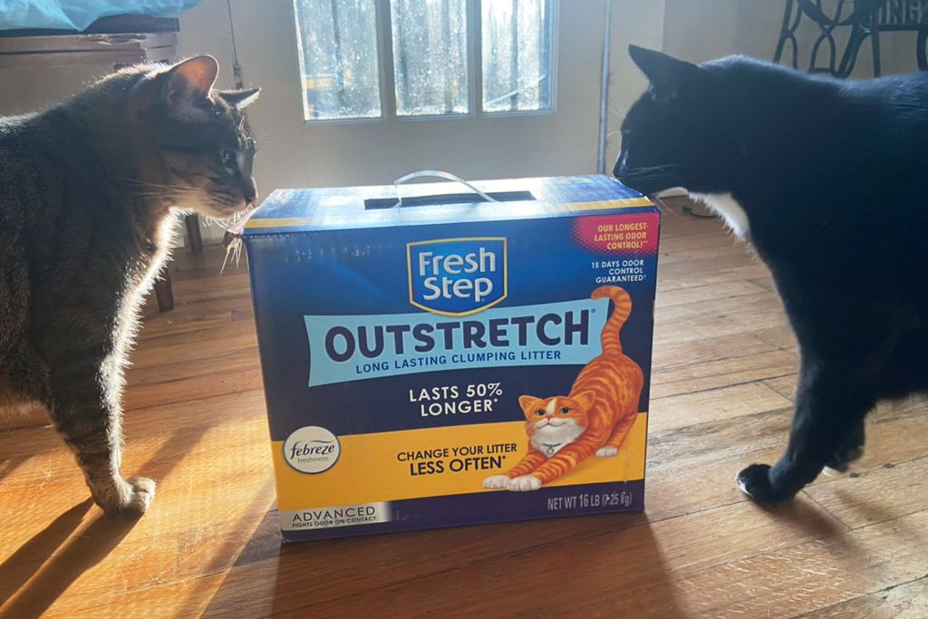 two cats sniffing box of Fresh Step Outstretch Long Lasting Concentrated Clumping Cat Litter with Febreze Freshness