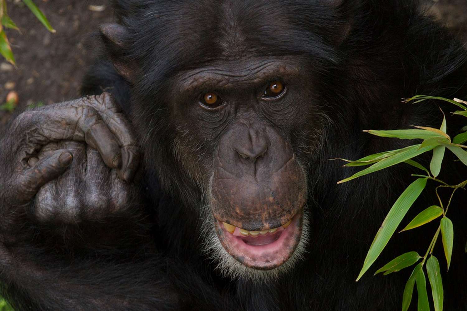 Rene the Chimpanzee, Edinburgh Zoo