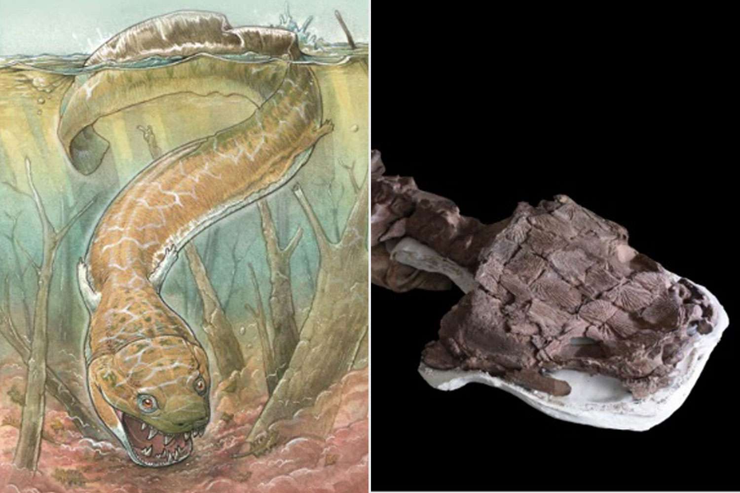 Left: Artistâs rendering of Gaiasia jennyae. Credit: Gabriel Lio. Right: Skeleton, including the skull and backbone, of Gaiasia jennyae. Credit: C. Marsicano.