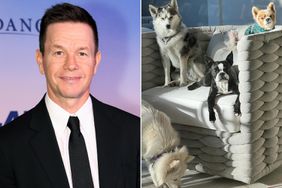 Mark Wahlberg and his four dogs